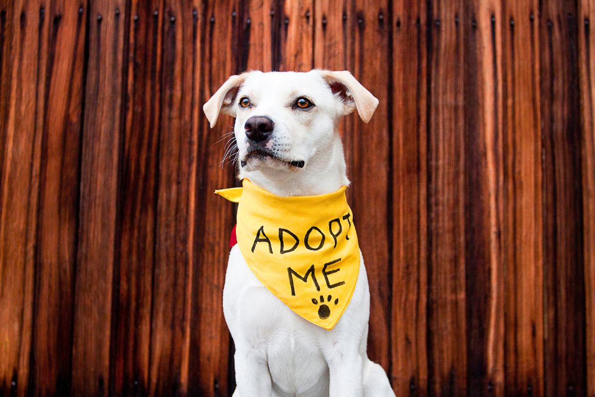 a dog who wants to be adopted a dog who wants to be adopted