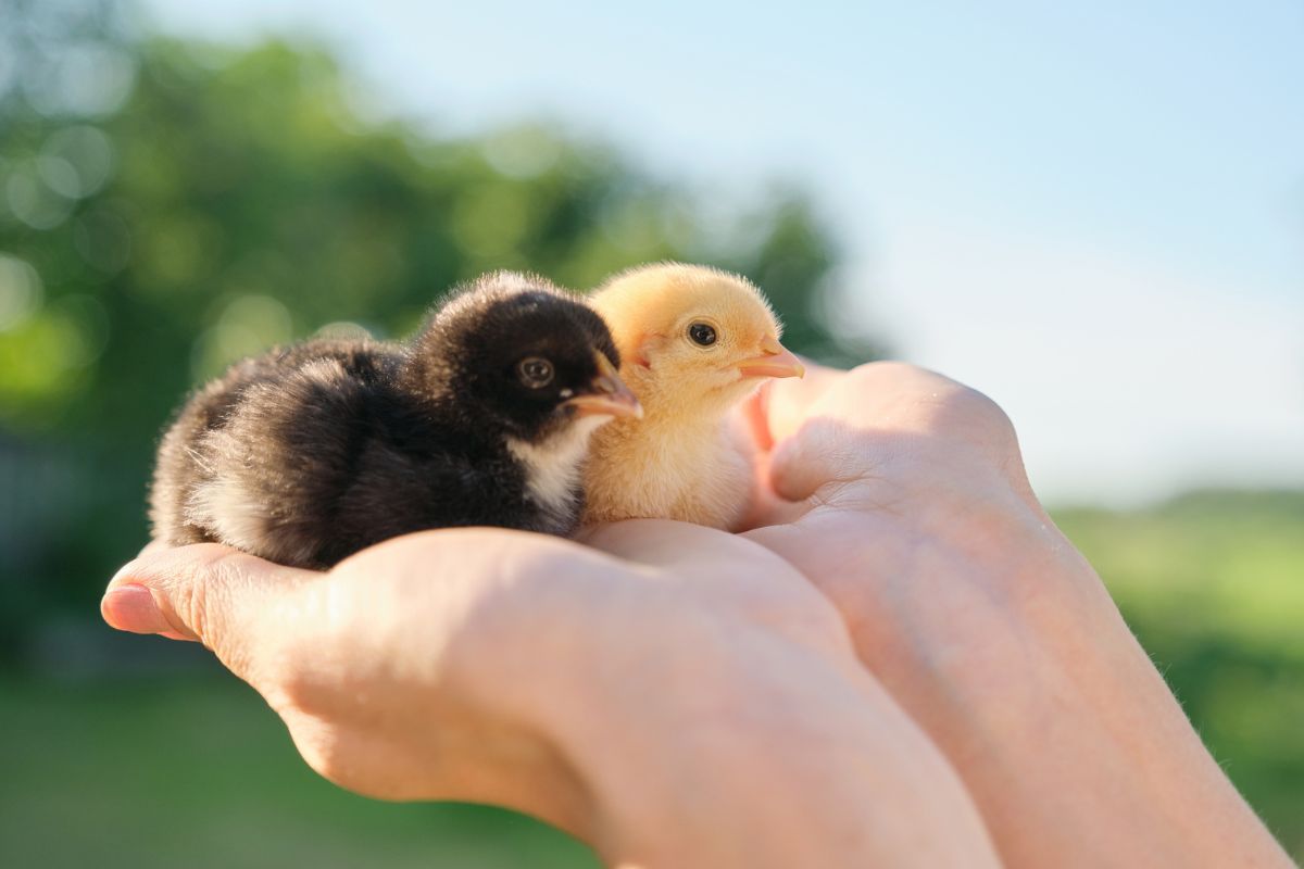 chicks