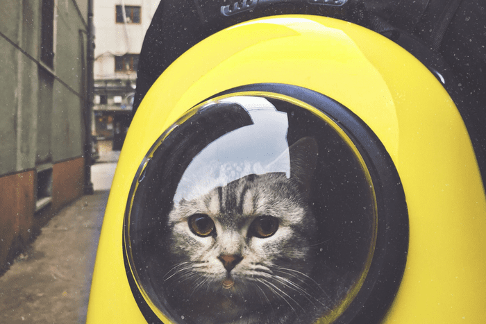 travelling cat