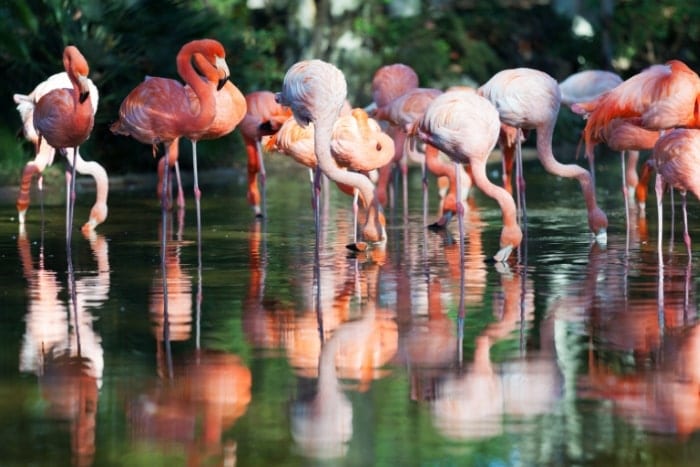 pink flamingos al wathba
