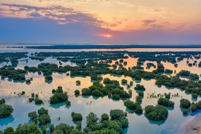Abu Dhabi’s Jubail Mangrove Park And Walk Is Set To Reopen