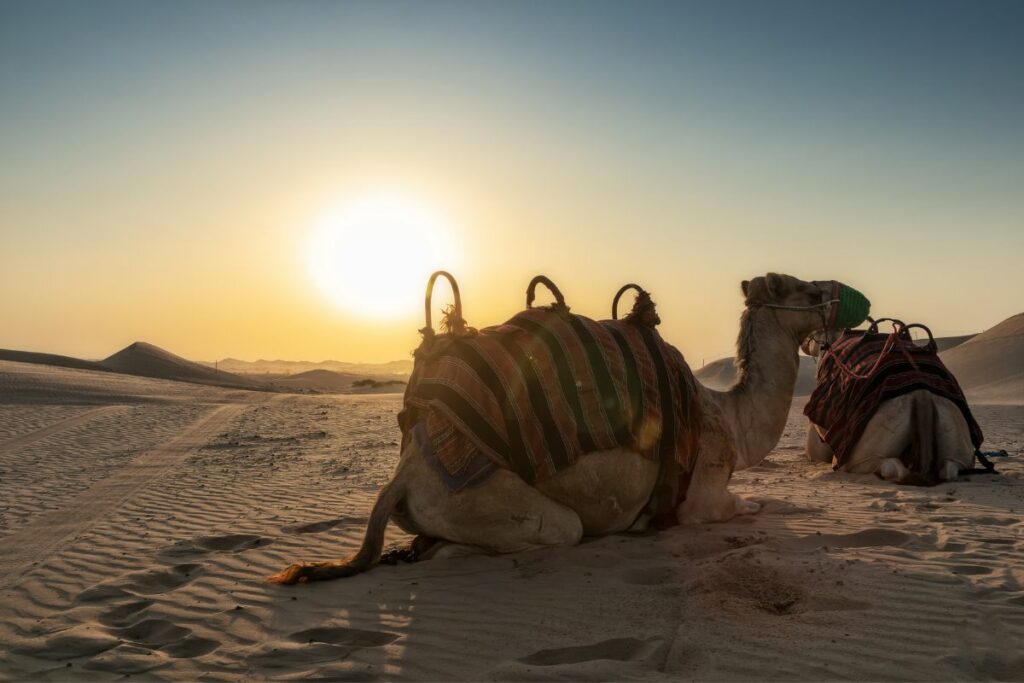 deserts in abu dhabi, deserts, deserts abu dhabi, places to go in abu dhabi, abu dhabi places to go, recommended places to go during break, places to go during winter break, places to go during holiday, abu dhabi tours, abu dhabi desert tours