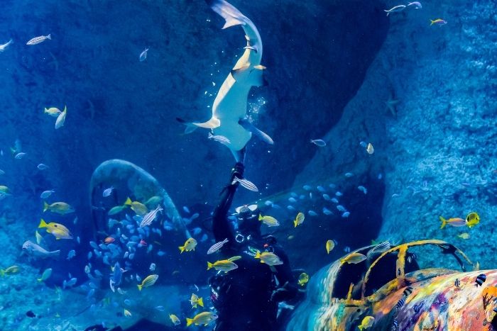 The National Aquarium, Abu Dhabi: what to see