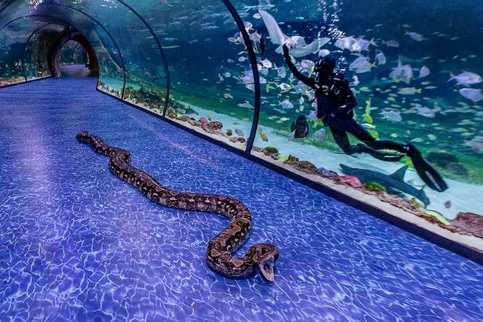 The National Aquarium, Abu Dhabi: what to see