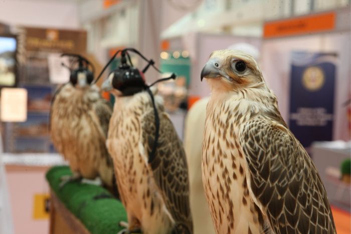 Abu Dhabi falcon competition