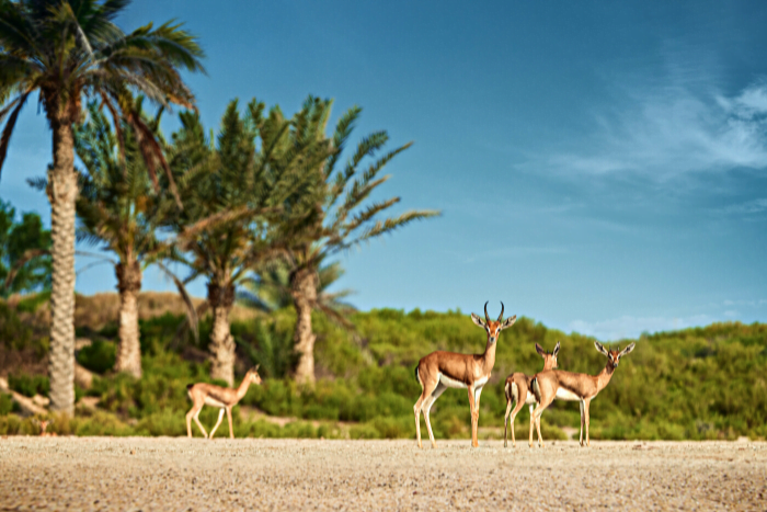 Saadiyat Island wild animals