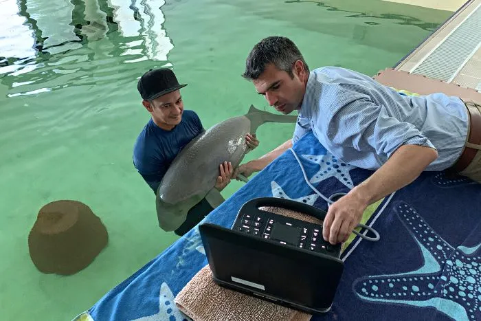 Dugong in Abu Dhabi