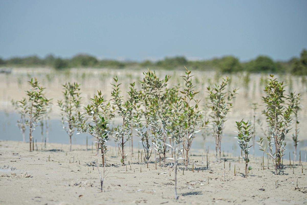 National Day Mangrove Project