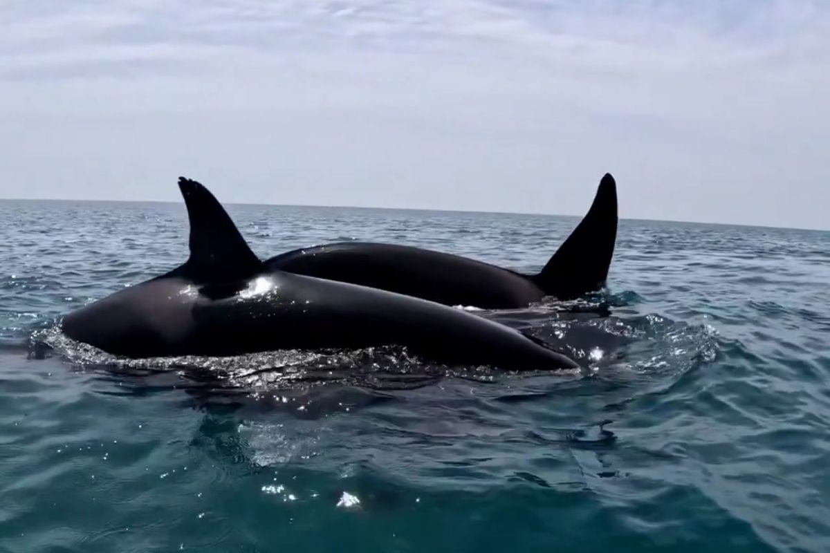 Orcas whales spotted off Abu Dhabi