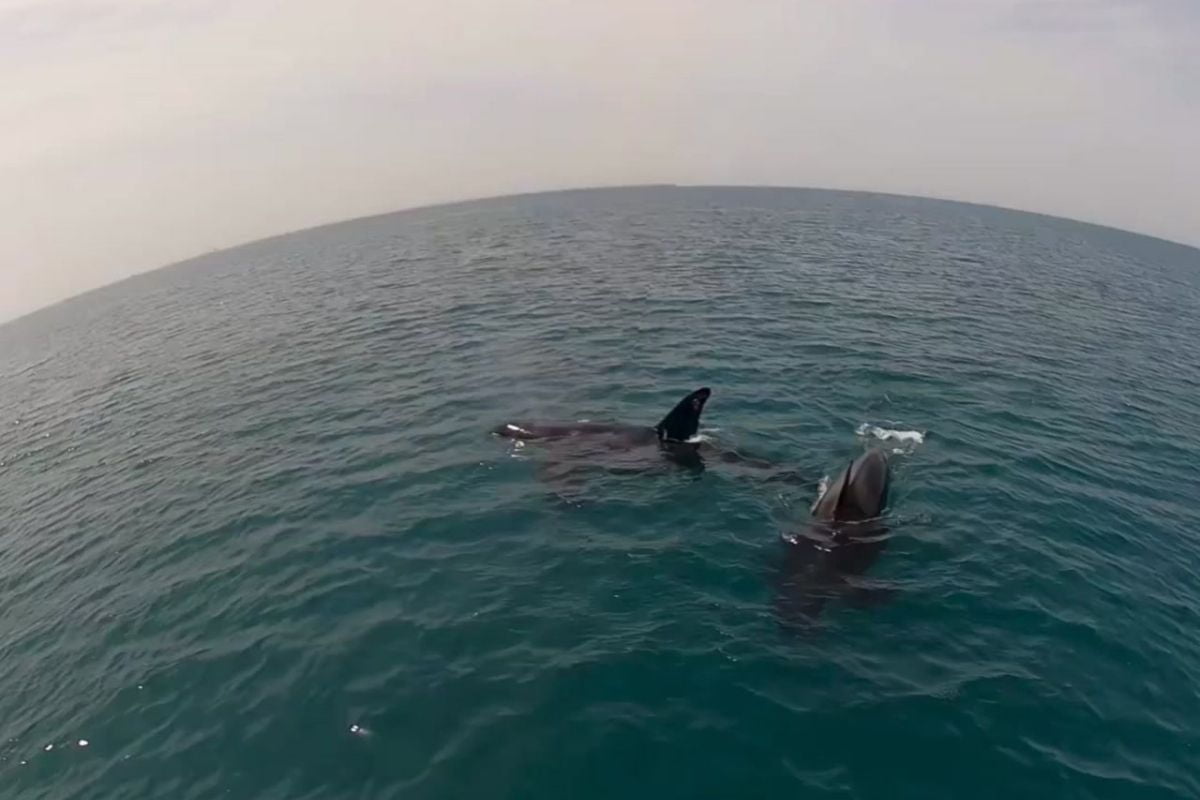 Orcas whales spotted off Abu Dhabi