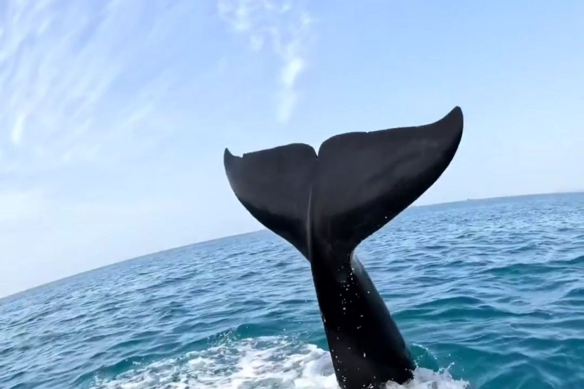 Orcas whales spotted off Abu Dhabi