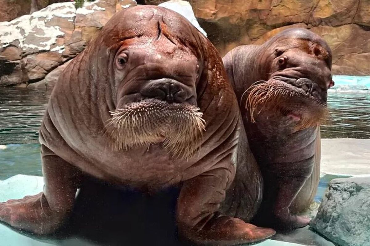 Smooshi the Walrus at Yas SeaWorld Abu Dhabi