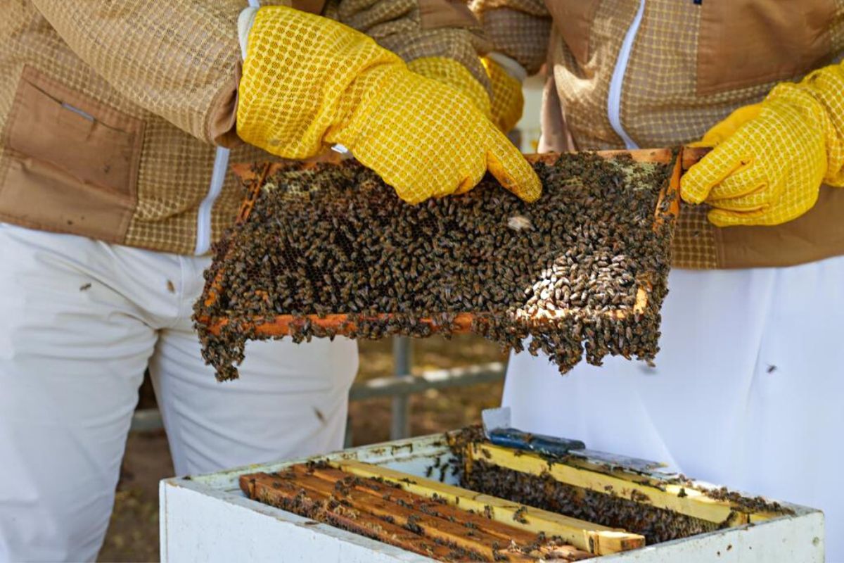 sustainable honey production programme by ADAFSA