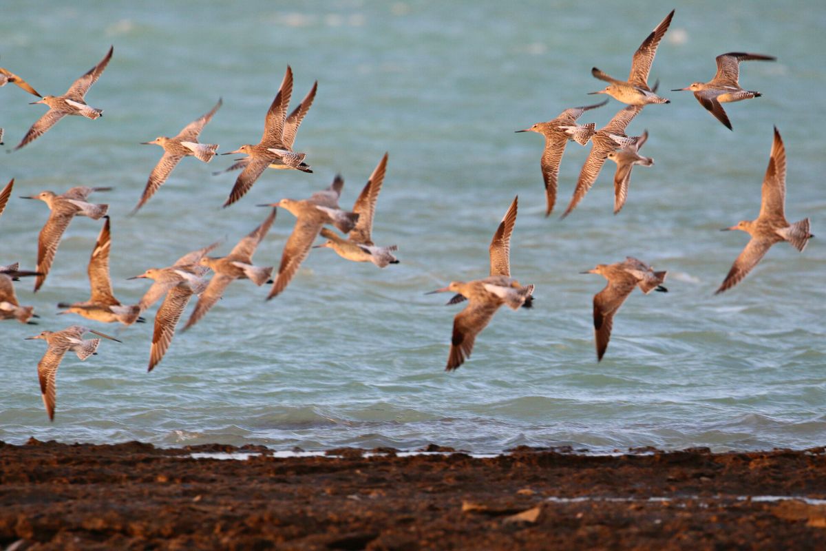 Birds in Abu Dhabi