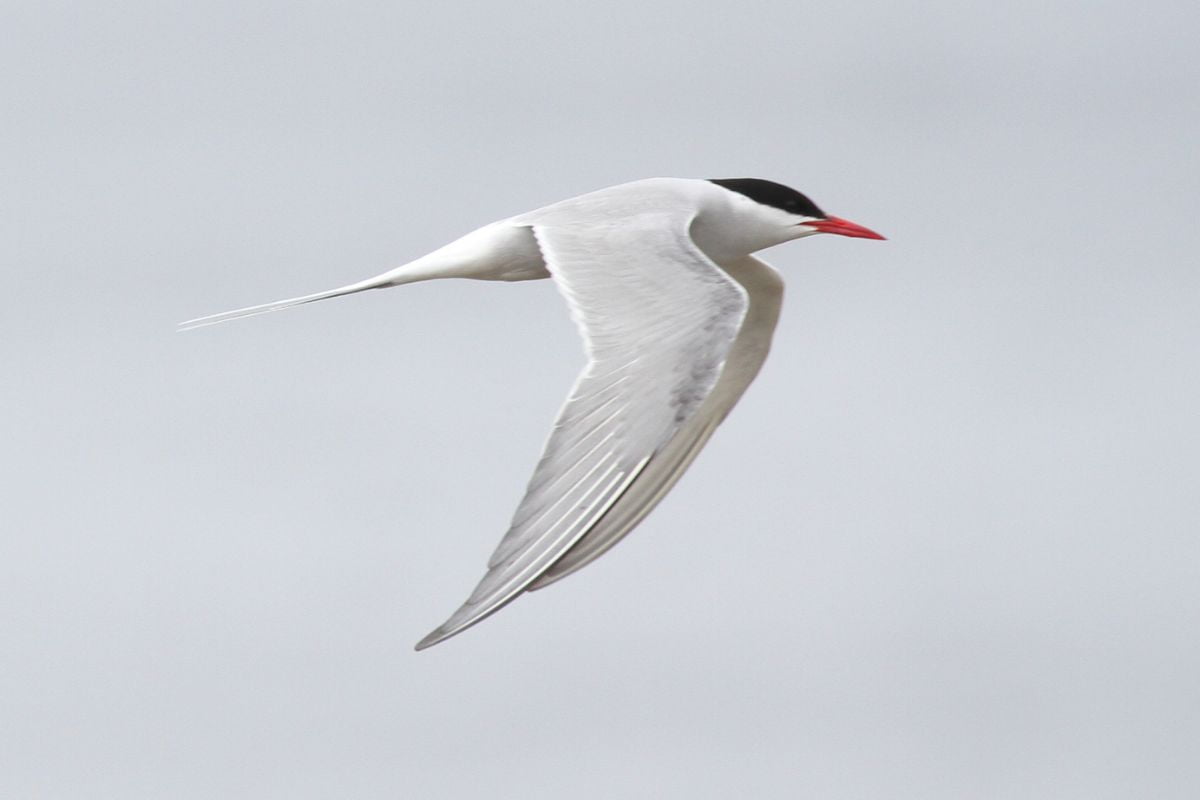 Have you spotted any of these migratory birds in the UAE skies? - Yalla