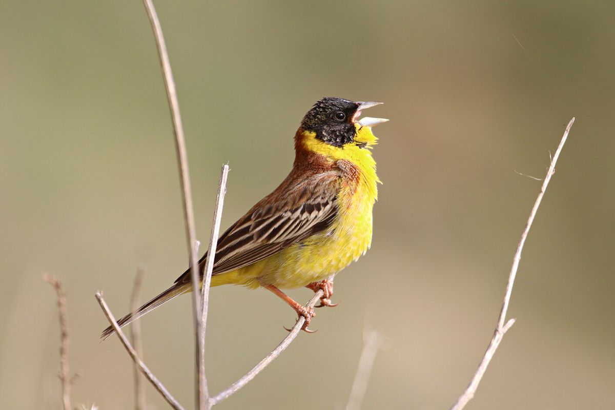 Black-headed Bunting