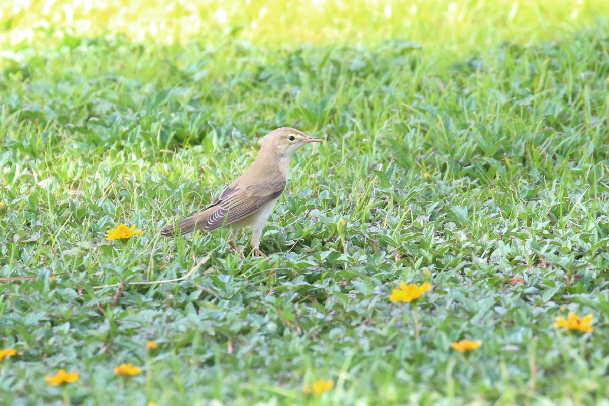 Marsh Warbler