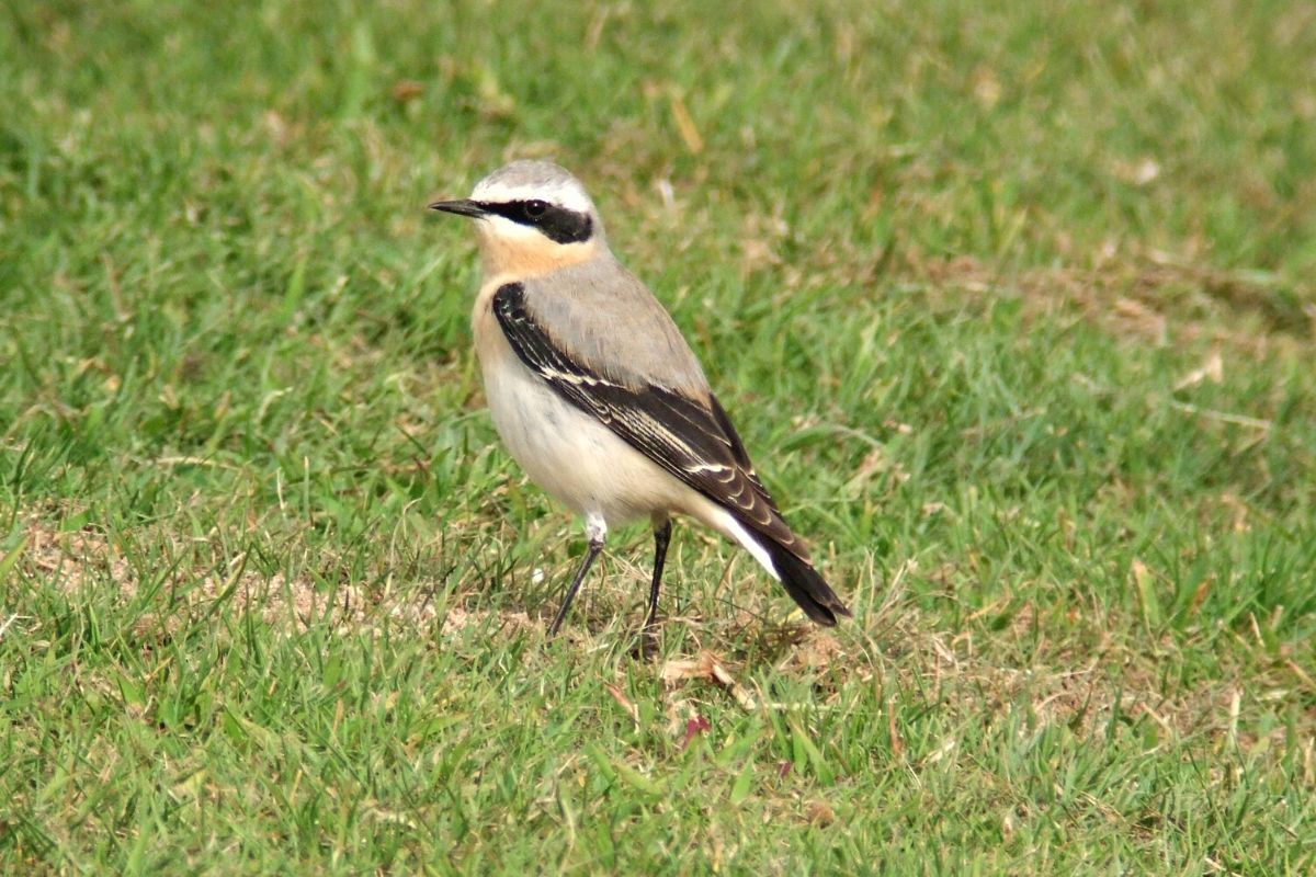 Northern Wheatear