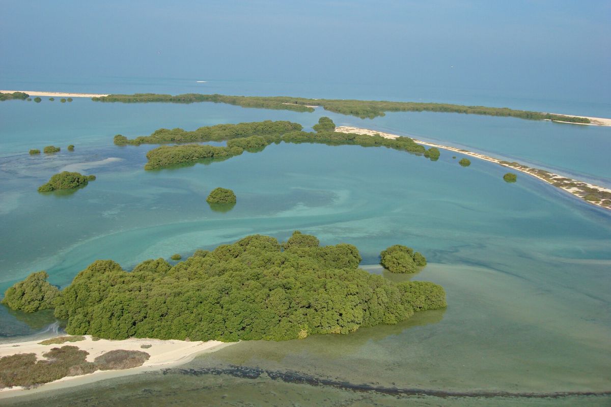 COP28 Mangrove tree planting