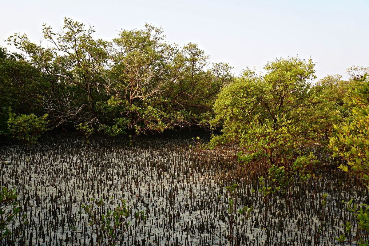 COP28 Mangrove tree planting 