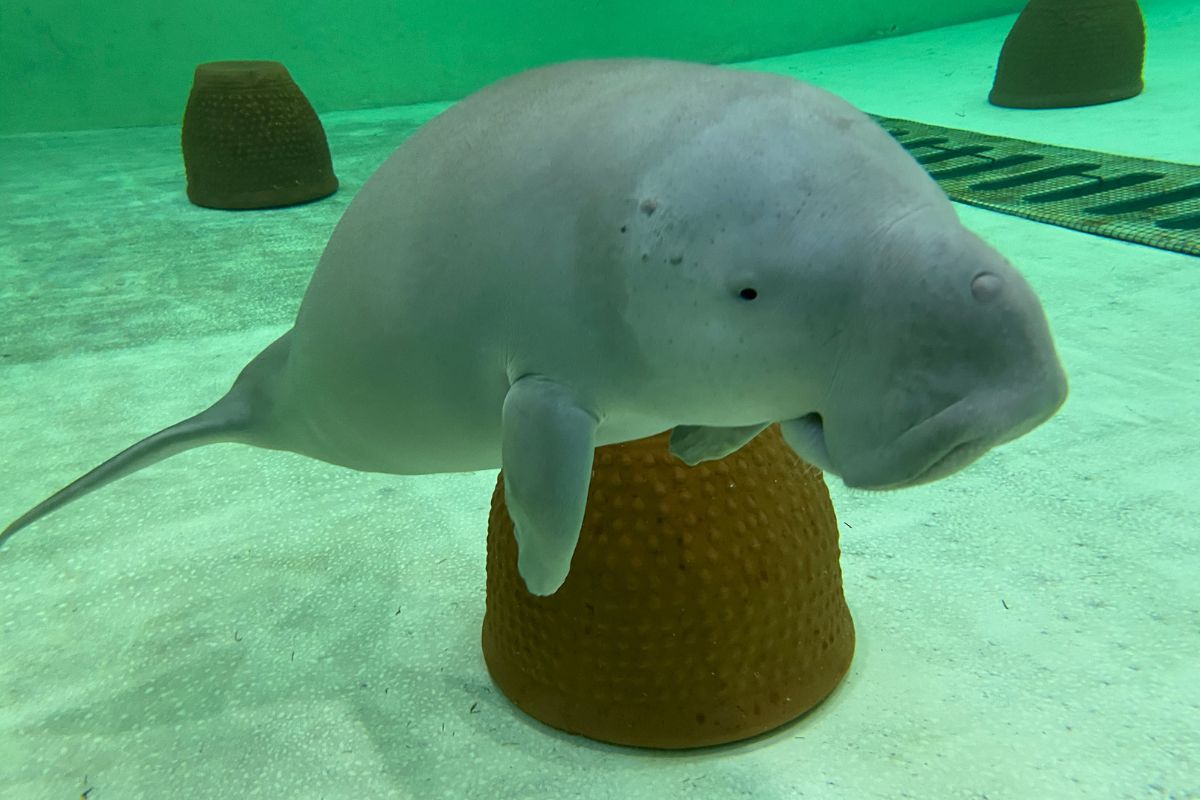 Malquot the Dugong