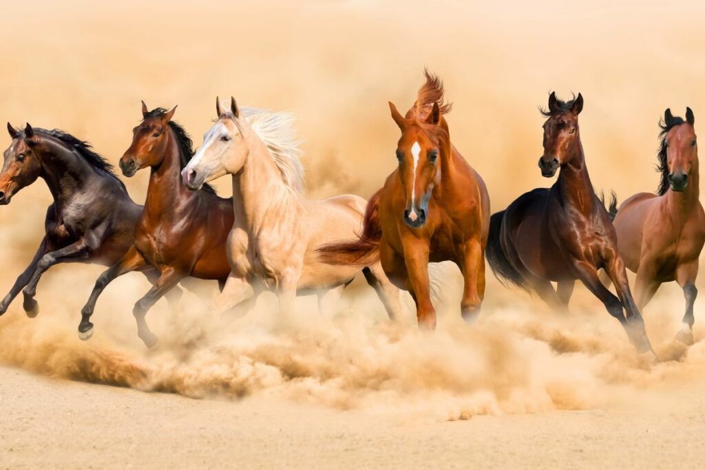 World Arabian Racing Horses Forum Abu Dhabi 2023