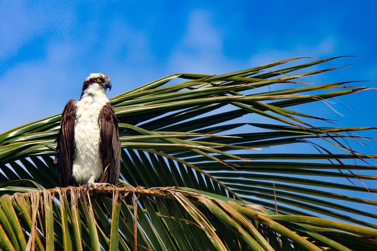 Osprey birdwatching birdwatching abu dhabi, environmental agency abu dhabi, migratory birds abu dhabi