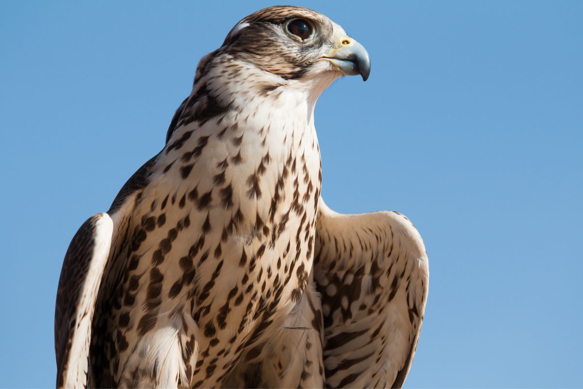 Falcon, birdwatching birdwatching abu dhabi, environmental agency abu dhabi, migratory birds abu dhabi