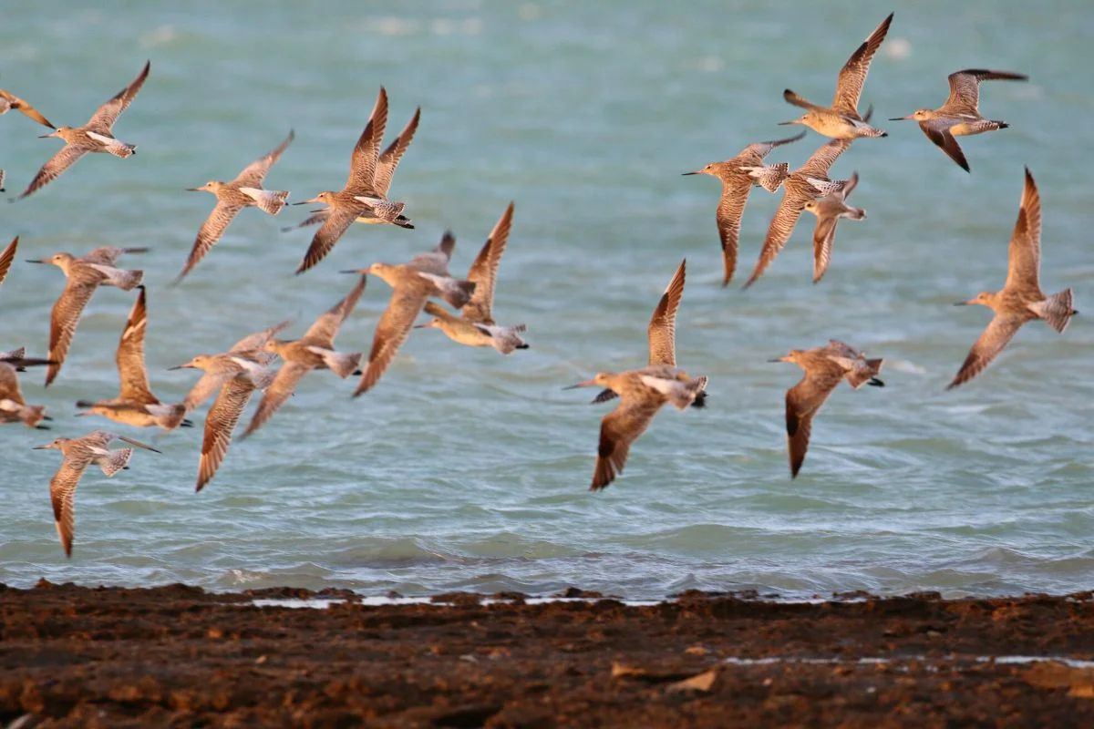 Migratory birds, birdwatching birdwatching abu dhabi, environmental agency abu dhabi, migratory birds abu dhabi