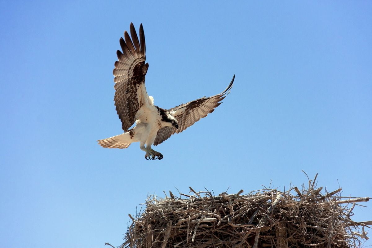 Osprey, birdwatching birdwatching abu dhabi, environmental agency abu dhabi, migratory birds abu dhabi