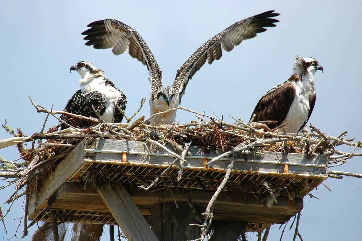 Osprey birdwatching birdwatching abu dhabi, environmental agency abu dhabi, migratory birds abu dhabi