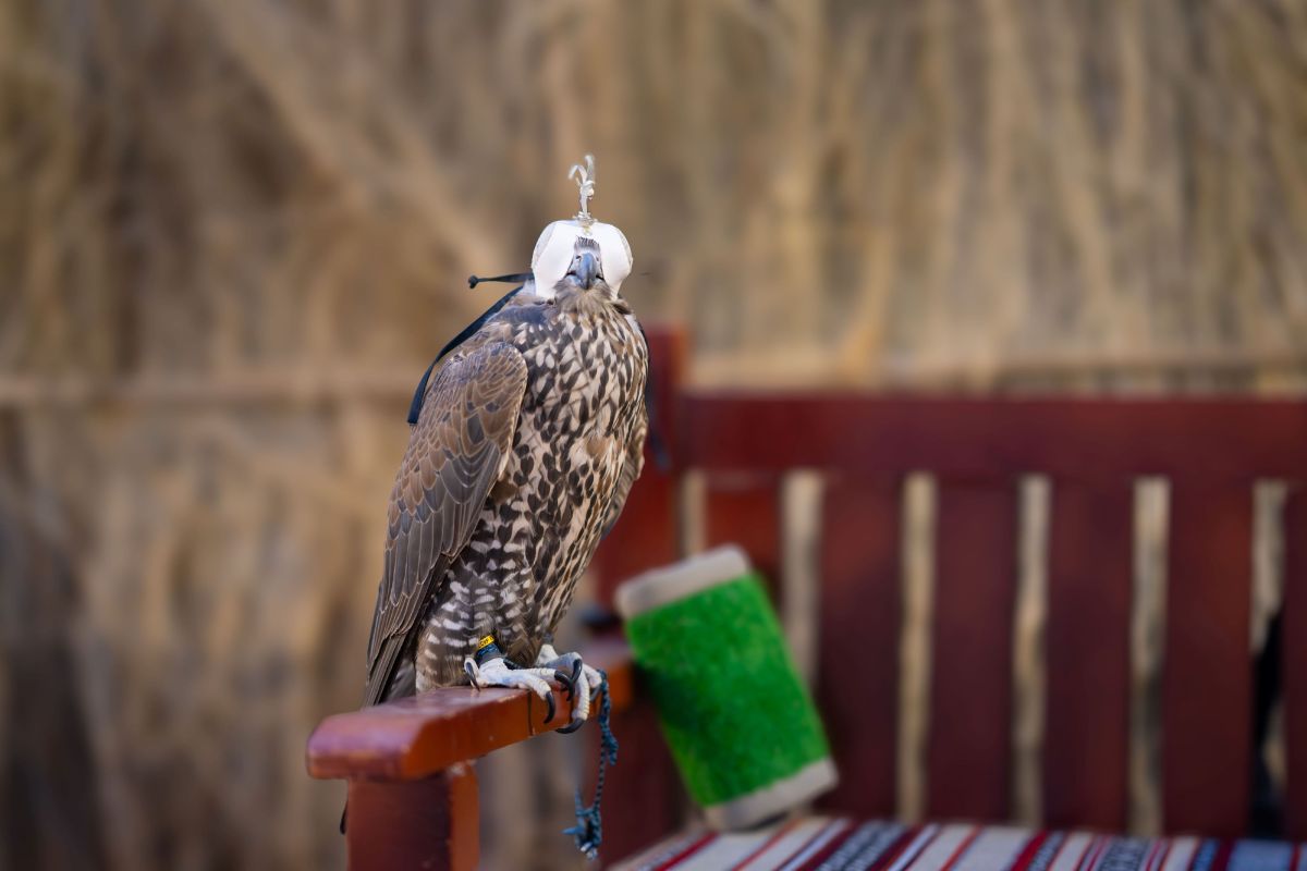 The 10th Traditional Handicrafts Festival in Al Ain