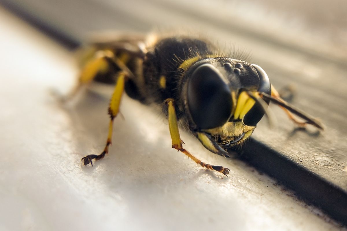 digger wasp, digger wasps. ead, environment abu dhabi, environment abu dhabi 2023