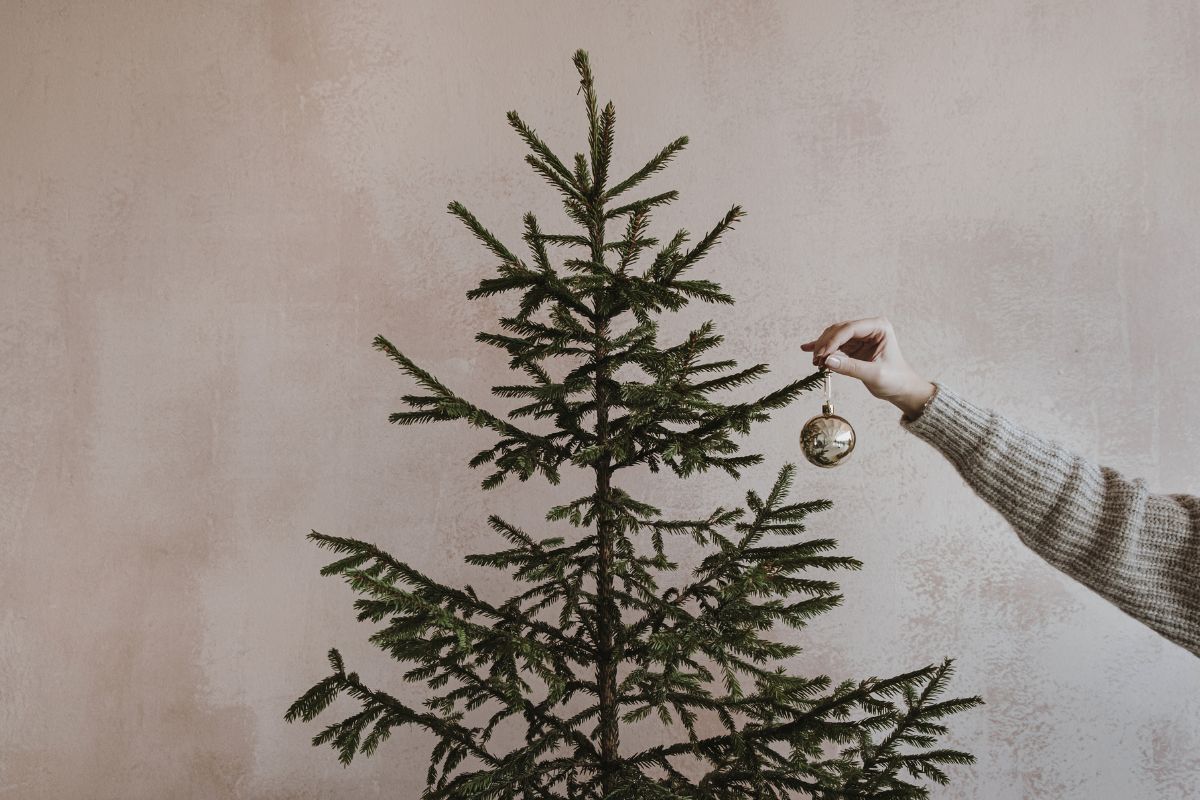 Fresh Christmas tree in Abu Dhabi