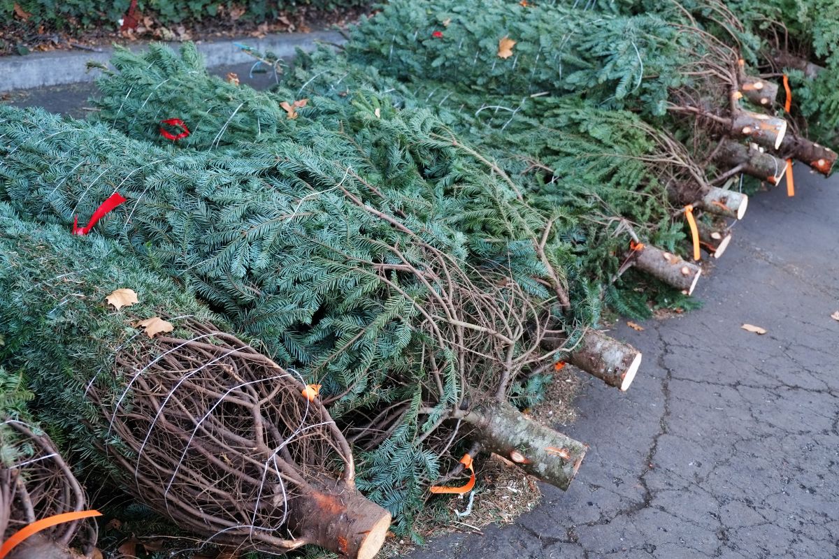 Fresh Christmas tree in Abu Dhabi