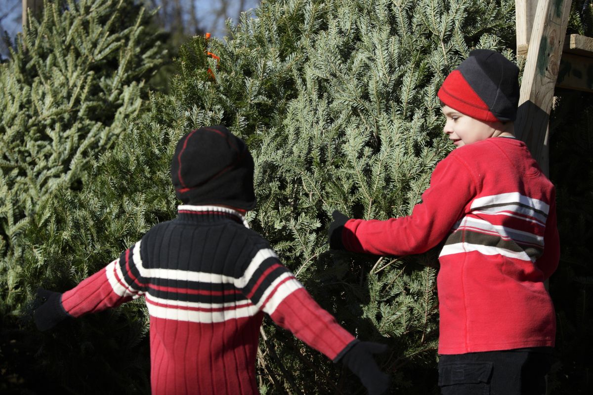 Fresh Christmas tree in Abu Dhabi