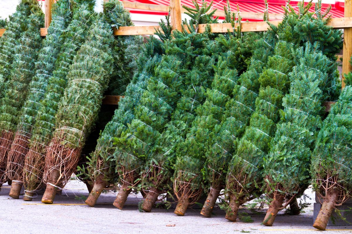 Fresh Christmas tree in Abu Dhabi