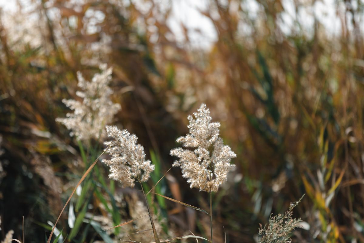 Native Plants, Native Plants of UAE