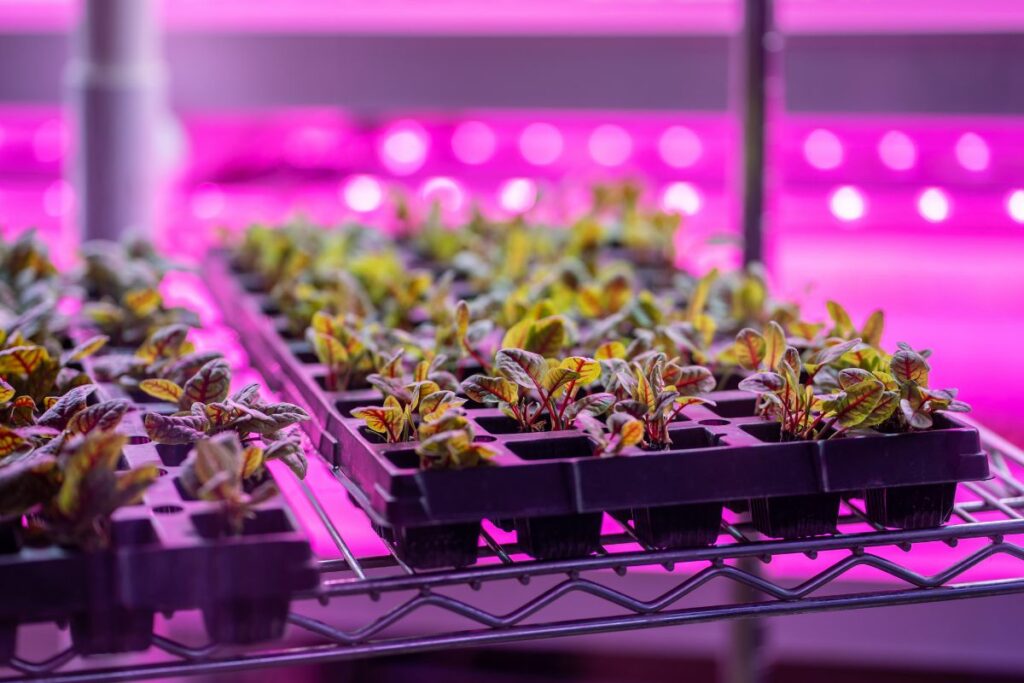 indoor Farm