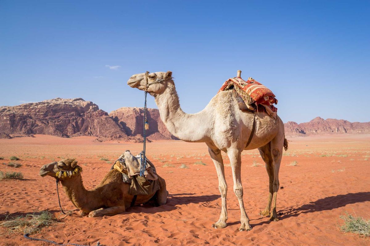Camels Camels