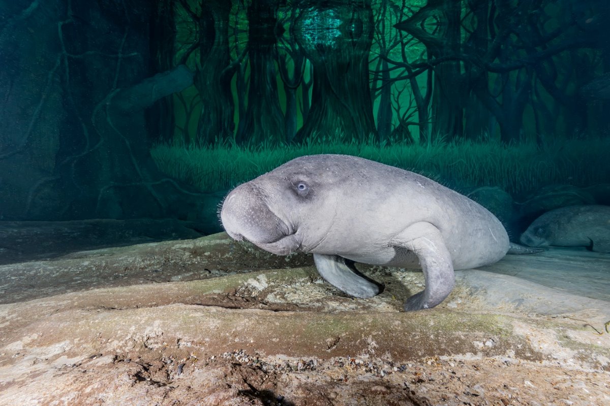 The National Aquarium Abu Dhabi African Manatees