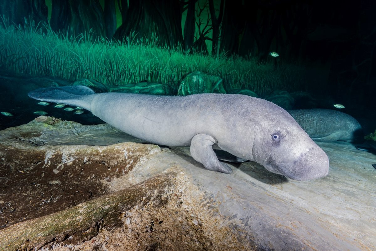 The National Aquarium Abu Dhabi African Manatees