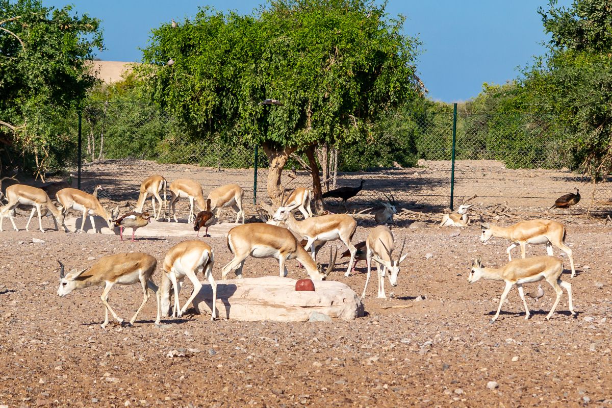 Arabian Wildlife Park at Sir Bani Yas Island in Abu Dhabi