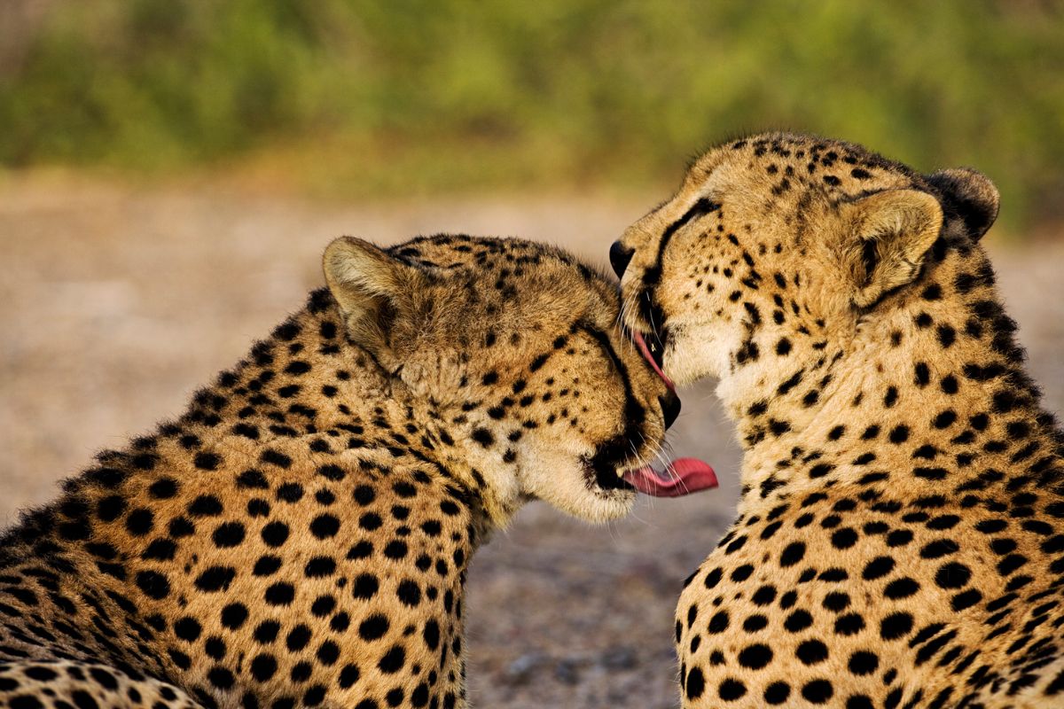 Cheetas in the wild spotted at Anantara Sir Bani Yas Island Abu Dhabi, one of the most beautiful spots in Abu Dhabi