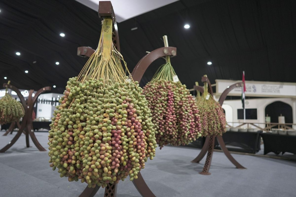 Bundles of fresh dates hanging over wooden holders at the Liwa Date Festival in Abu Dhabi