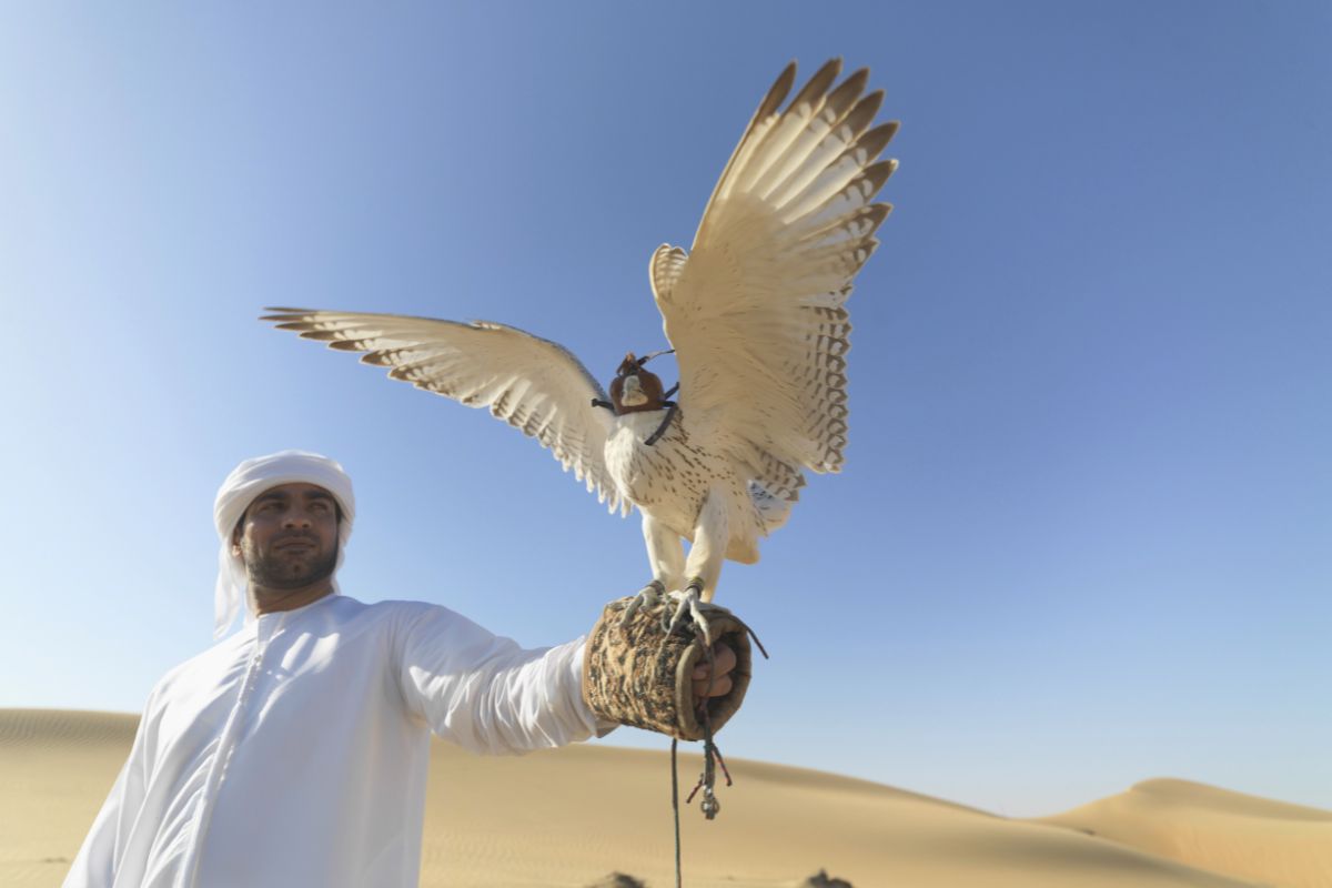 Falcon held by an Emirati