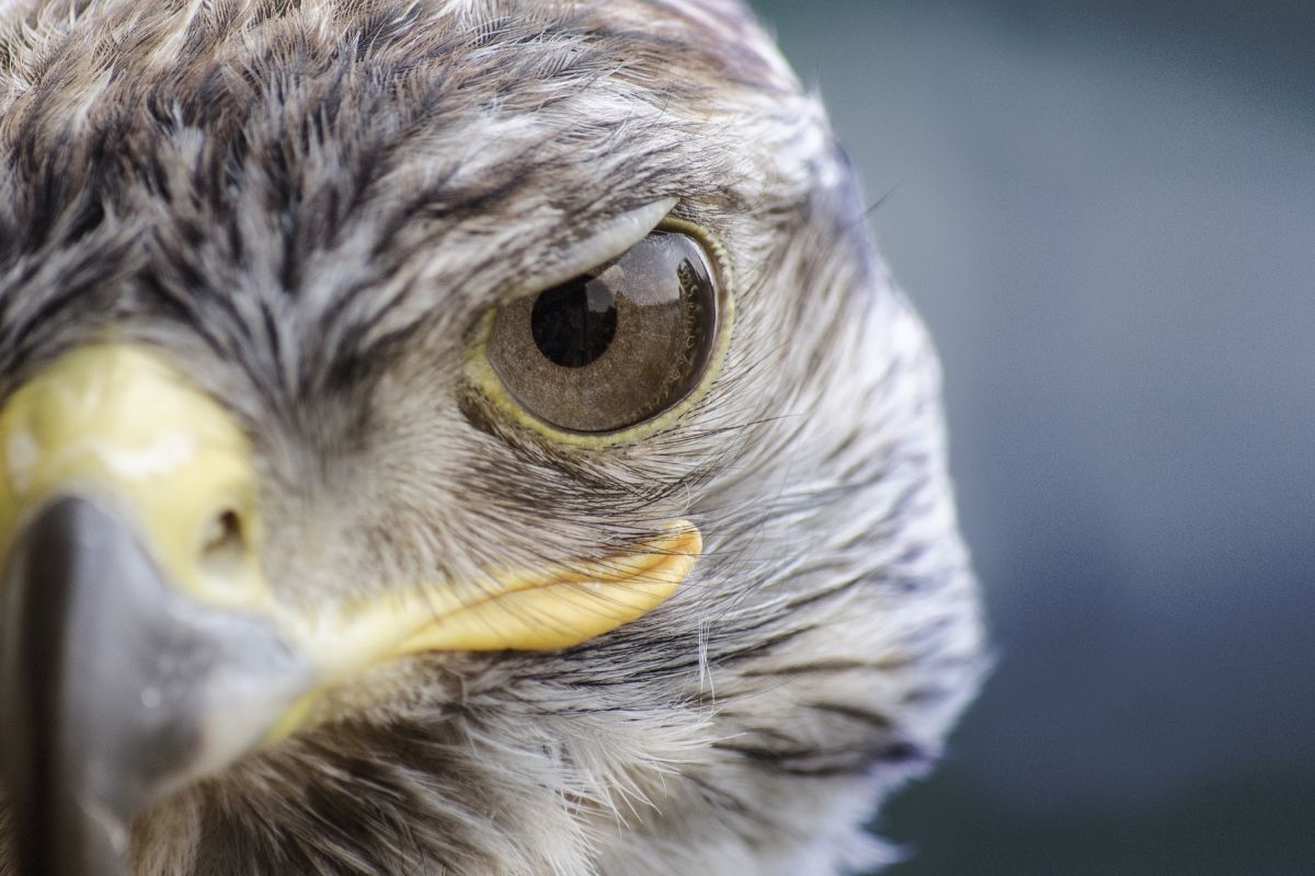 Close up of a falcon