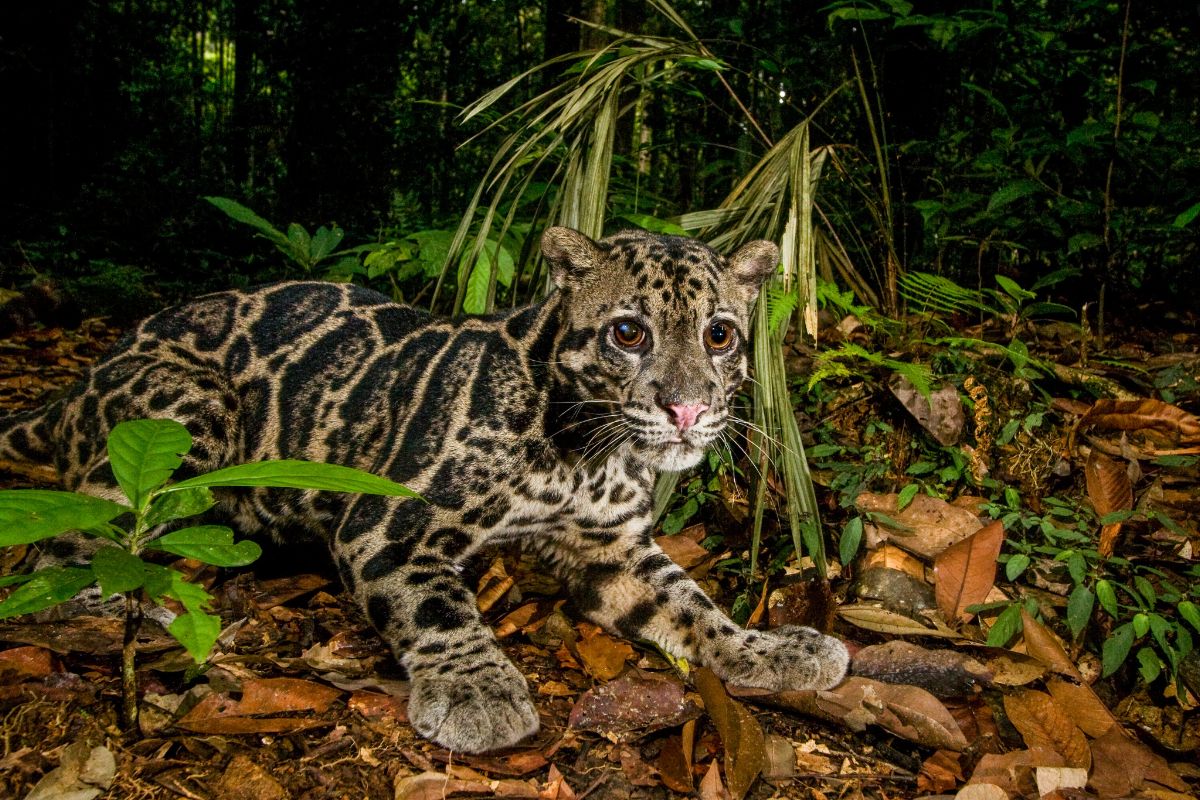 Sundu clouded leopard from indonesia