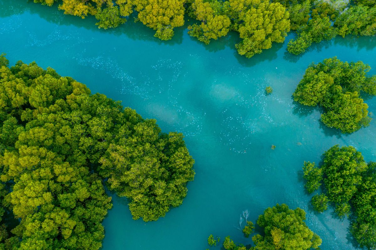 An aerial view of mangroves