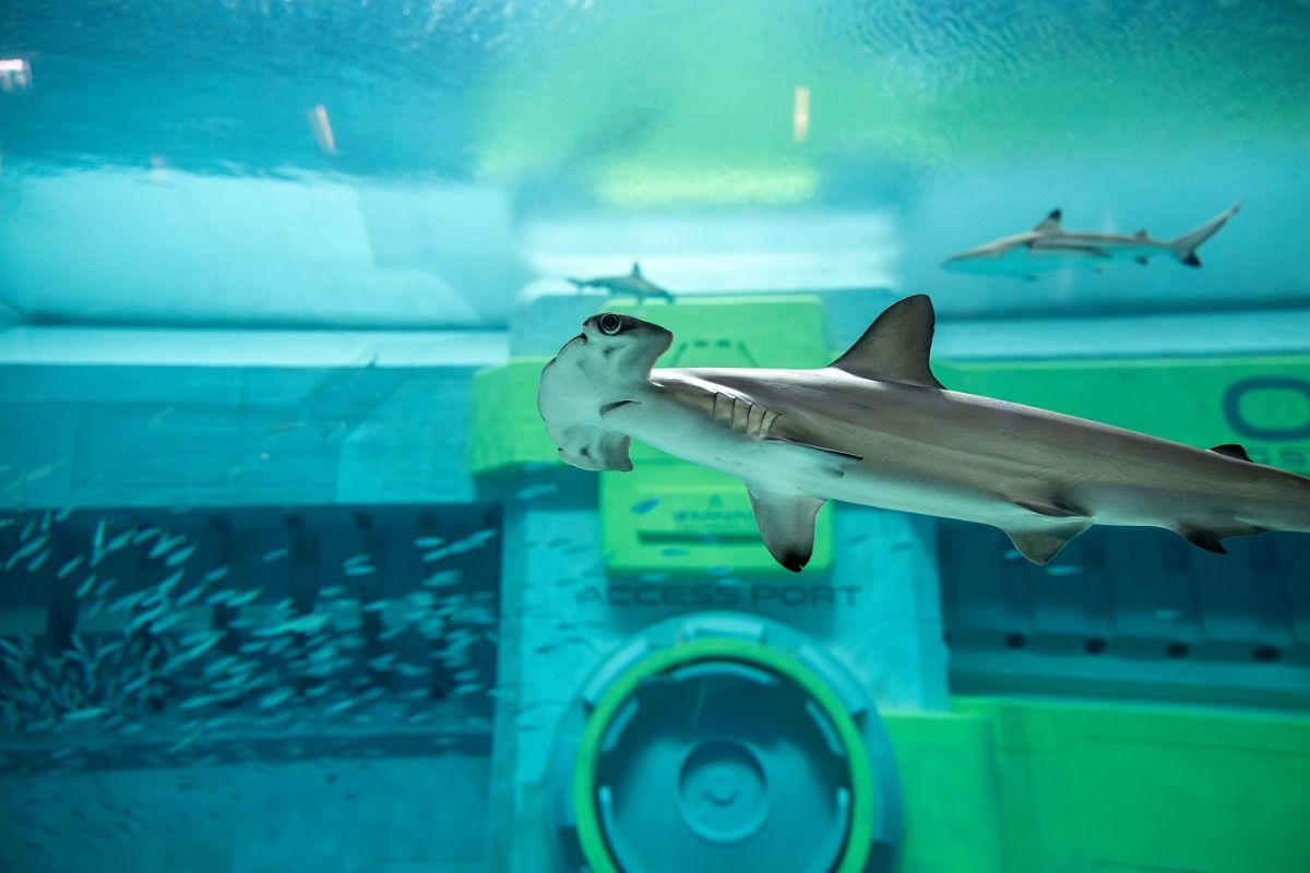 Shark and fishes in aquarium at SeaWorld Yas Island Abu Dhabi